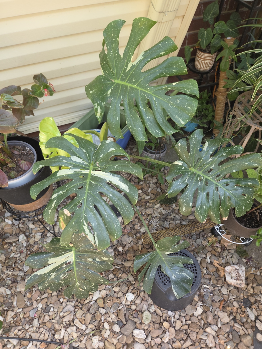 Monstera Thai Large Form
